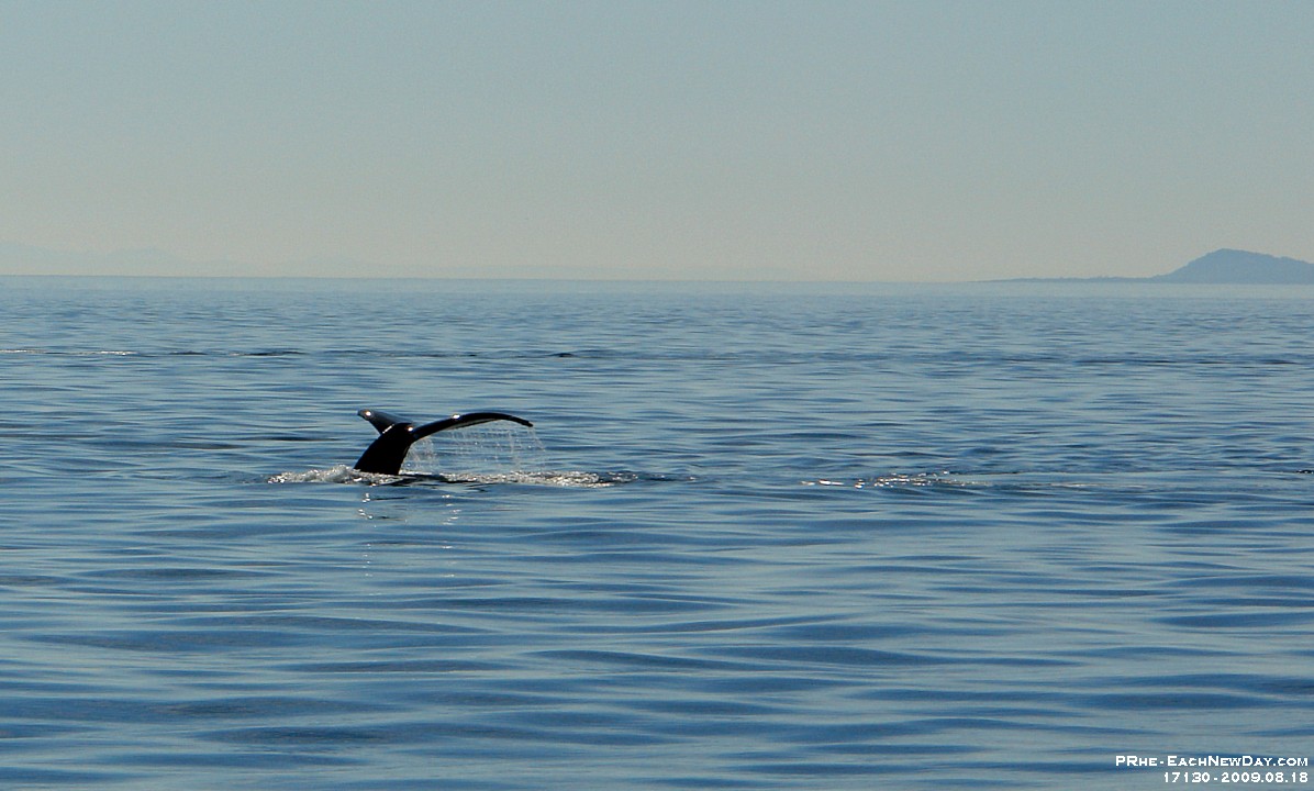 17130RoCrLeShRe - Whale watching, Victoria